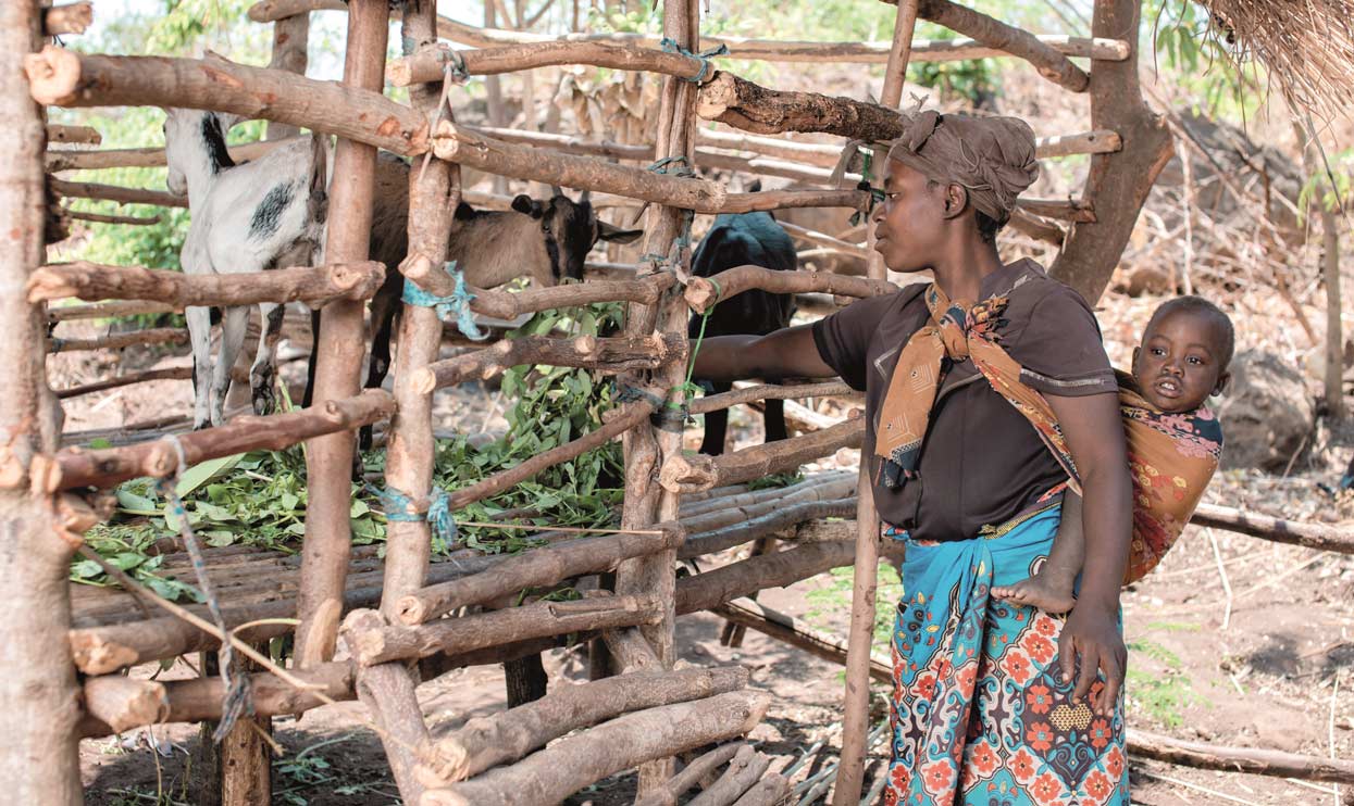 Lebensgrundlage-Malawi-Viehzucht-Kleinunternehmen-Deichmann-Stiftung-Cecilia   Lebensgrundlagen Malawi - Programmteilnehmerin Cecilia kümmert sich liebevoll um ihre Ziegen, die sie als Startgrundlage erhalten hat.