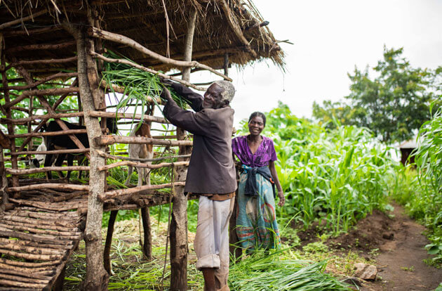 Viehzucht-Starthilfe-Einkommen-Deichmann-Stiftung-Malawi-Gladys-Ehemann Lebensgrundlagen Malawi - Eine stabile Zukunft sichern
